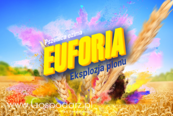 Pszenica ozima EUFORIA - zgłoszona do Złoty Medal Polagra Premiery 2020