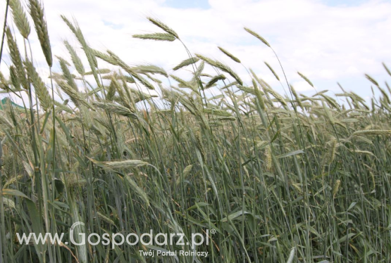 Ceny zbóż na giełdach towarowych (12.08.2018)
