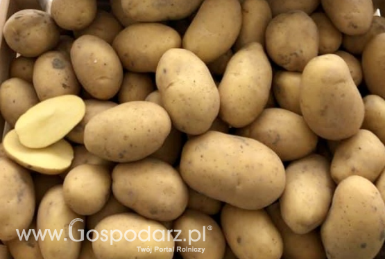 Jak zwiększyć konkurencyjność produkcji ziemniaka?