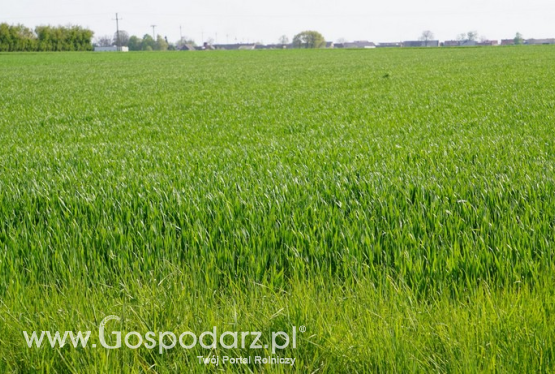 Zasiewy zbóż jarych i ozimych