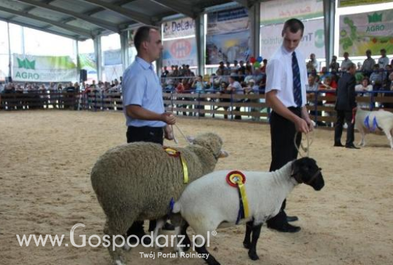 Superczempiony, czempiony i wiceczempiony owiec XX Regionalnej Wystawy Zwierząt Hodowlanych w Szepietowie