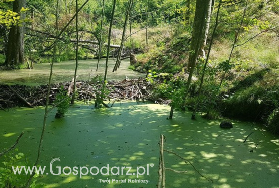 Leśne oczka i stawy sposobem na suszę