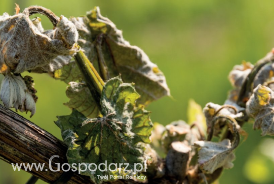 Przygotuj się na nieprzewidziany mróz wiosną