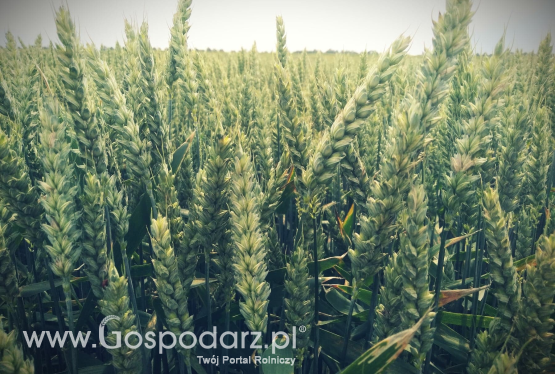 Odmiany chlebowe pszenicy