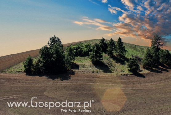 Termin siewu jest istotny dla uprawy