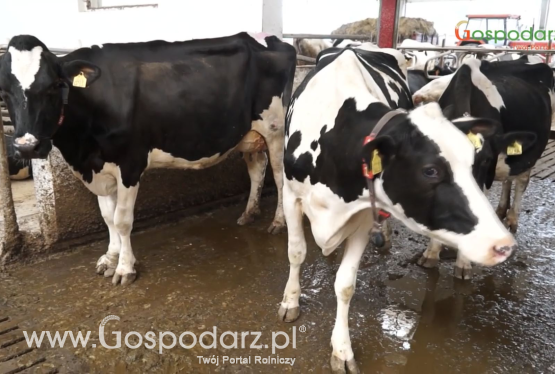 Ceny mleka 3 kwartał 2018