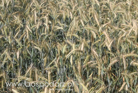 Ceny zbóż na giełdach towarowych (10.06.2018)