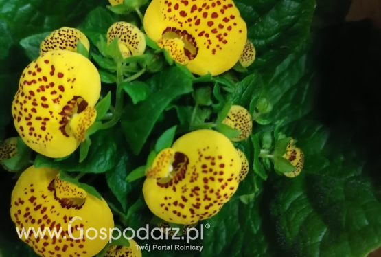 Pantofelnik (Kalceolaria mieszańcowa)