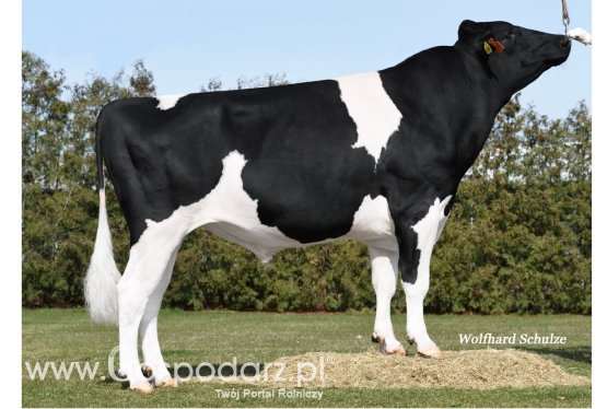 Kwietniowa wycena buhajów i nowy katalog firmy Intergen