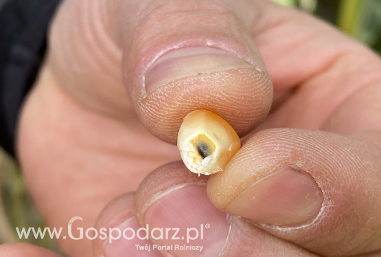 Widzicie czarną plamkę? Pora szykować się na zbiór kukurydzy!