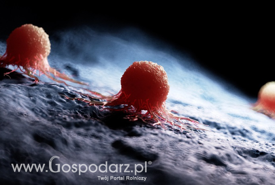 Nanocząstki w walce z nowotworami
