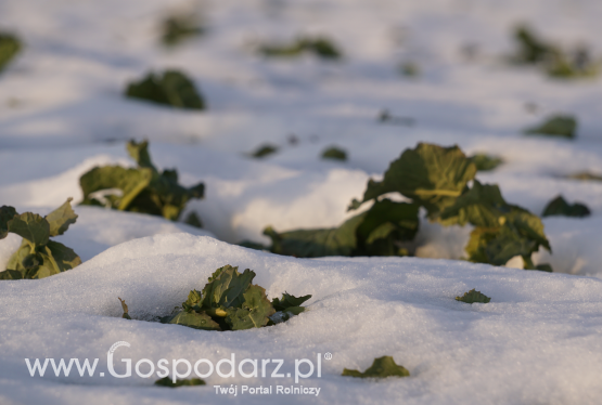 Przysłowie na 14 sierpnia