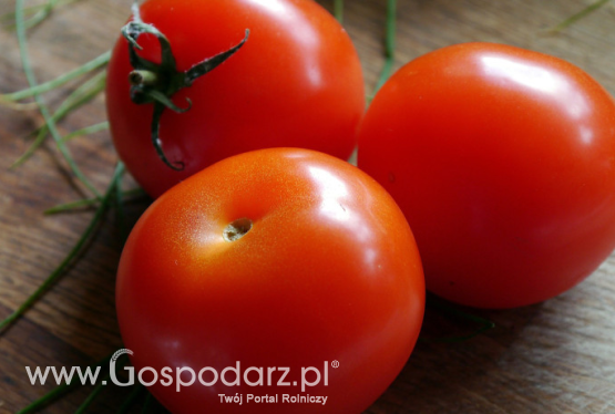 Mniejsze plony pomidorów