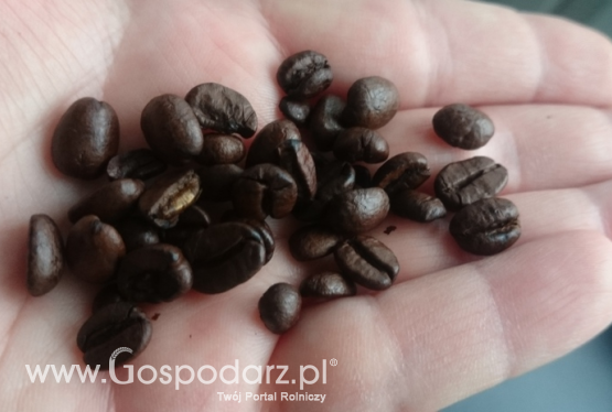 Jakość handlowa kawy