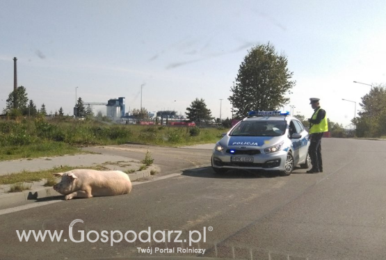 Świnia zwiała rolnikowi