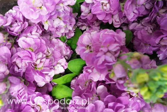 Lewkonia (Matthiola)