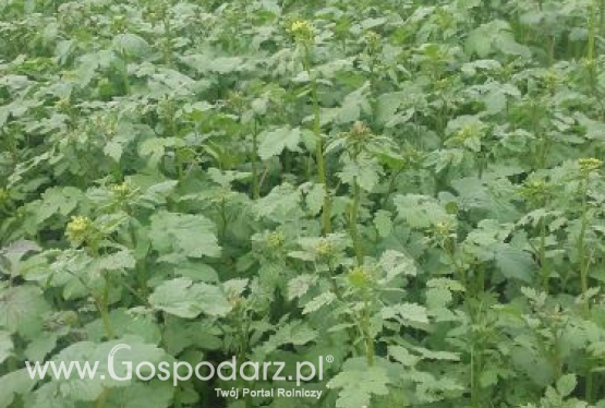 Gorczyca biała GRACJA - zgłoszona do Złoty Medal Polagra Premiery 2020