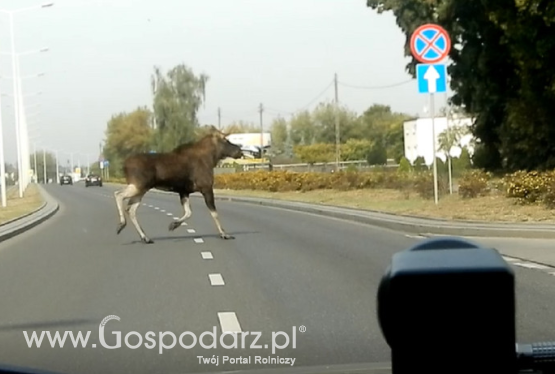 Nietypowe spotkanie z łosiem