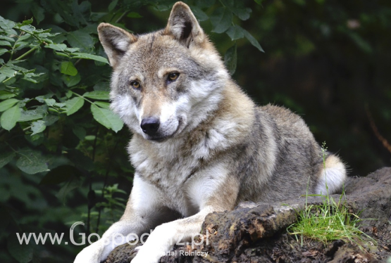 Stanowisko PZŁ w sprawie wilka