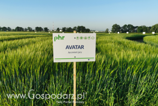 Jęczmień jary AVATAR - zgłoszona do Złoty Medal Polagra Premiery 2020