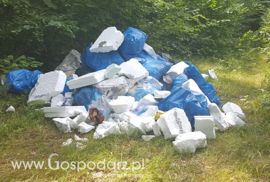 Kara za śmiecenie w lesie