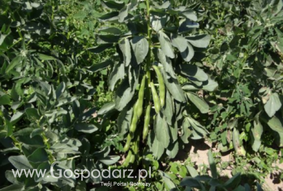 Bób BIZON - zgłoszony do Złoty Medal Polagra Premiery 2020