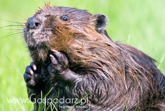 W sprawie odszkodowań za szkody wyrządzone przez bobry