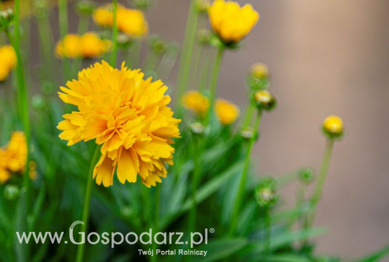 Coreopsis grandiflora – nachyłek wielkokwiatowy