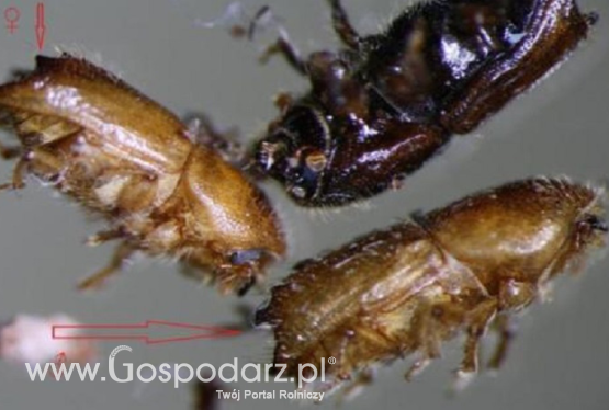 Korniki niszczą lasy w Puszczy Kozienickiej