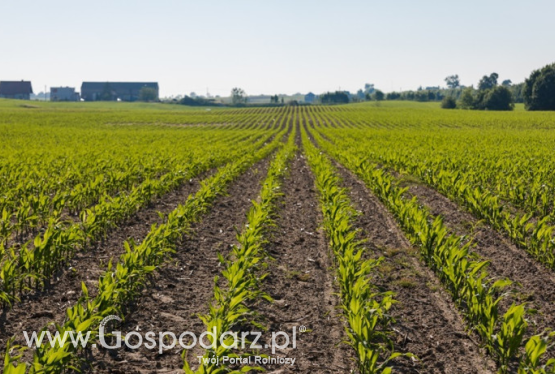 Odpowiednie nawozenie roślin – kluczem do sukcesu?