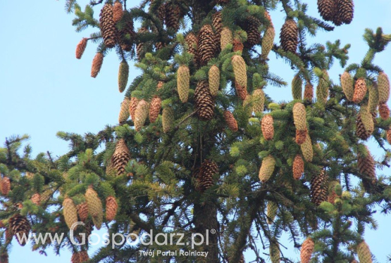 Urodzaj na leśnych plantacjach