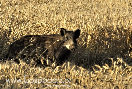 Podsumowanie kwartału w walce z ASF i ochroną upraw