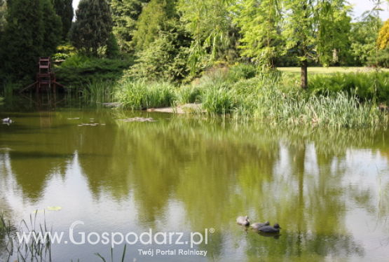 Rośliny oczyszczające wodę