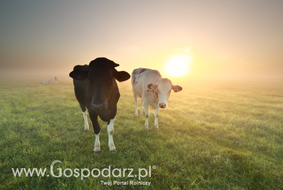 Lely rozpoczyna rewolucję w przetwórstwie mleka