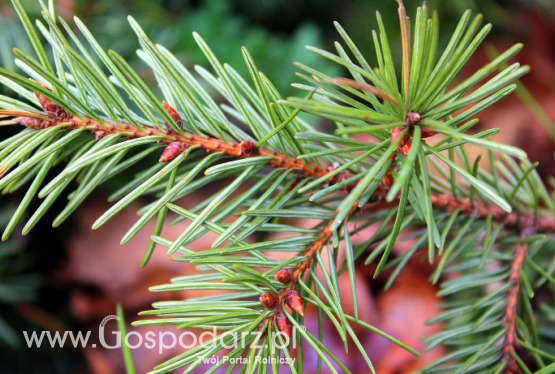 Prywatny las z dotacją z PROW