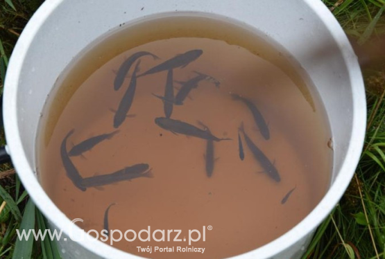 Niewielka ryba w dobrych rękach