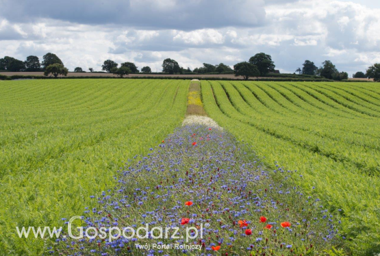 Analiza zastosowania pasów kwietnych w rolnictwie
