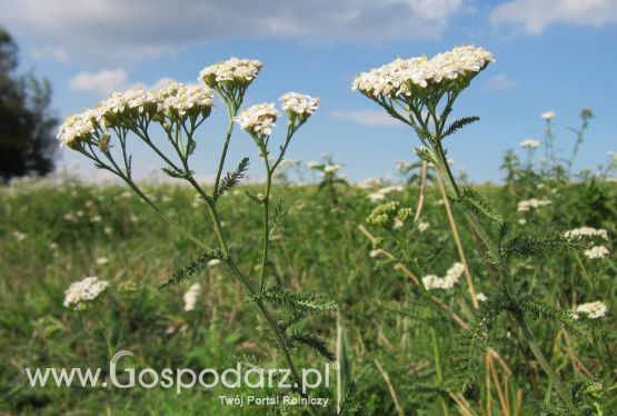 Przyprawy prosto z lasu