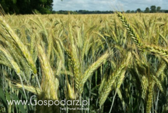 Pszenżyto ozime BELCANTO -  zgłoszony do Złoty Medal Polagra Premiery 2020