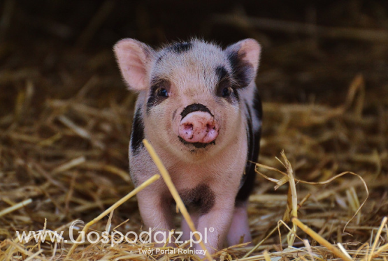Ceny prosiąt w Unii Europejskiej