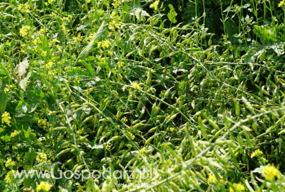 Gorczyca mątwikobójcza – cenny międzyplon