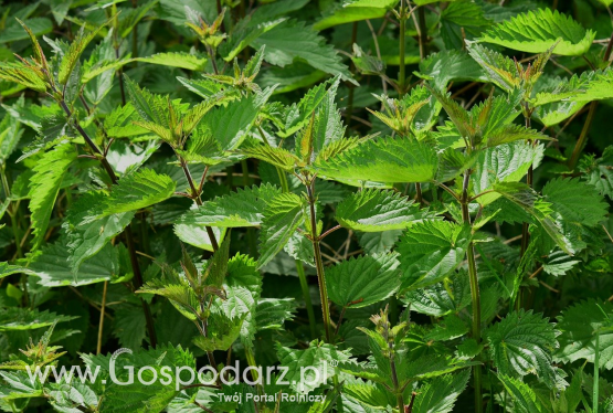 Dobroczynne właściwości pokrzywy