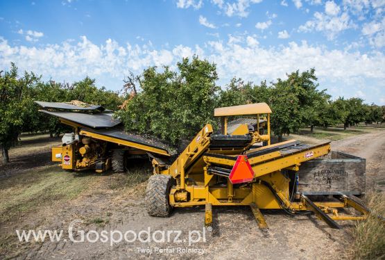 Zbiory śliwki kalifornijskiej 2018