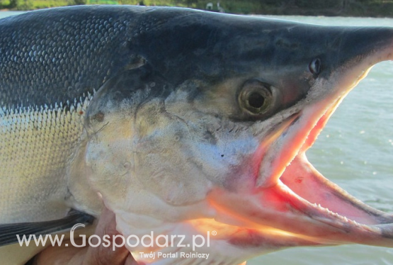 Handel rybami i ich produktami