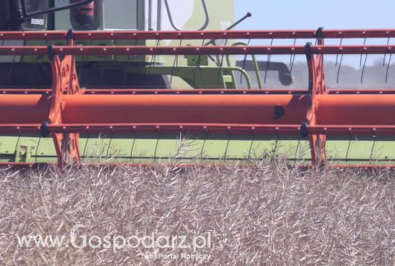 Powody decyzji o czasowym zezwoleniu użycia zapraw neonikotynoidowych dla rzepaku