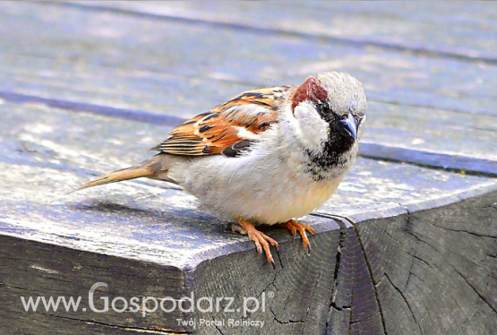 Stwierdzone przypadki wysoce zjadliwej grypy ptaków (HPAI) u dzikich ptaków w 2021 r. w Polsce