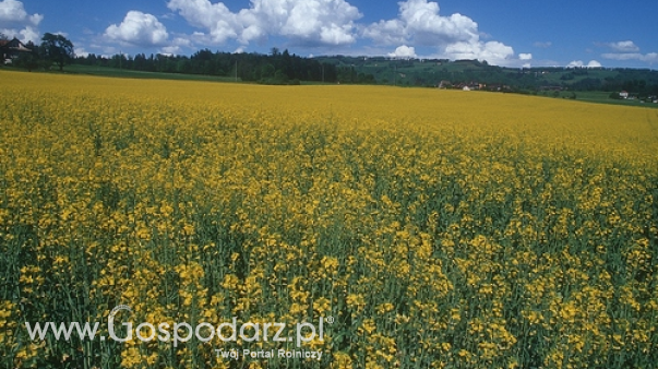Ceny rzepaku i produktów jego przerobu (1.02.2026)