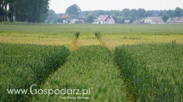 Ceny unijnej pszenicy