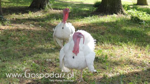 Ceny drobiu w Polsce (11.01.2026)