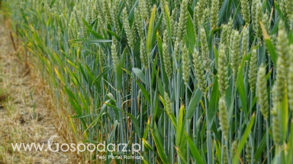 Ceny skupu zbóż na rynku krajowym według GUS w styczniu 2025 r.